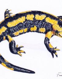 Salamandra pezzata