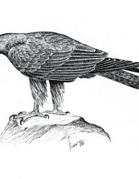 Aquila reale