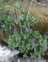 Primula marginata