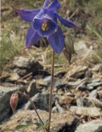 Aquilegia comune