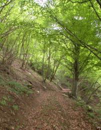 Sentiero dentro il bosco