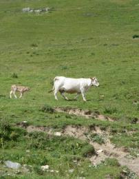 Mucca al pascolo con vitellino