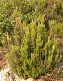 Erica arborea