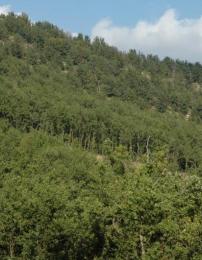 Panorama del bosco