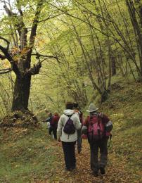 Scendendo nel bosco