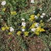 Achillea e Galium