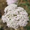 Achillea millefoliu