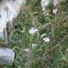 Achillea millefolium