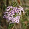 Achillea ptarmica