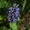 Ajuga reptans