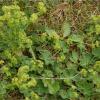 Alchemilla vulgaris