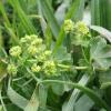 Alchemilla vulgaris