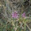 Allium carinatum subsp.pulchellum