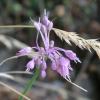 Allium carinatum subsp.pulchellum