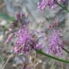 Allium carinatum subsp.pulchellum