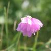 Allium narcissiflora