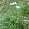 Anemone narcissiflora