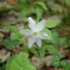 Anemone trifoliata