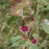 Arctium minus