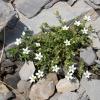 Arenaria ciliata