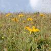 Arnica montana