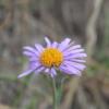 Aster alpinus