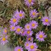 Aster alpinus