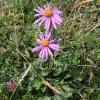 Aster alpinus