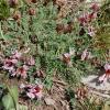 Astragalus danicus