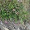 Astragalus monspessulanum