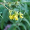 Astragalus penduliflorus