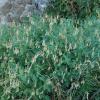Astragalus penduliflorus