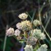 Astrantia major