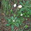 Bellis perennis