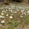 Bellis perennis