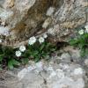 Bellis perennis