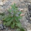 Borago officinalis