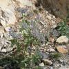 Borago officinalis