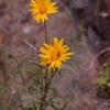 Buphthalmum salicifolium