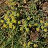 Bupleurum ranunculoides