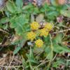 Bupleurum ranunculoides