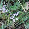 Calamintha nepeta