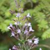 Calamintha nepeta