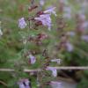 Calamintha nepeta