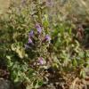 Calamintha nepeta