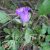 Campanula barbata