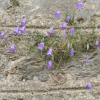 Campanula cochleariifolia