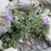 Campanula cochlearis