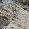 Campanula cochlearis