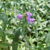 Campanula glomerata